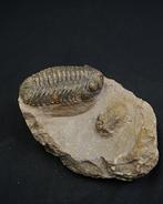 Trilobite - Animal fossilisé - Platy Scutellum massai &