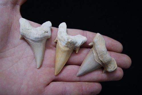Hoge kwaliteit voorouderhaai Megalodon groot formaat -, Verzamelen, Mineralen en Fossielen
