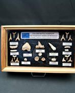 Haai - Fossiele tanden - 25 cm (Zonder minimumprijs), Verzamelen, Mineralen en Fossielen