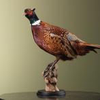 Fazant Taxidermie Opgezette Dieren By Max, Ophalen of Verzenden, Nieuw, Vogel, Opgezet dier