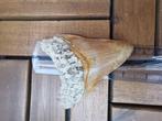 Dent fossile - Leopard spotted Megalodon - 10.3 cm - 8.2 cm, Verzamelen