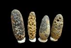 Ananassen - Fossiel fragment - Piñas Fosil - 0 cm - 0 cm