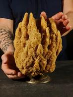 natuurlijk sponsduiker met een bronzen voet Taxidermie, Antiek en Kunst