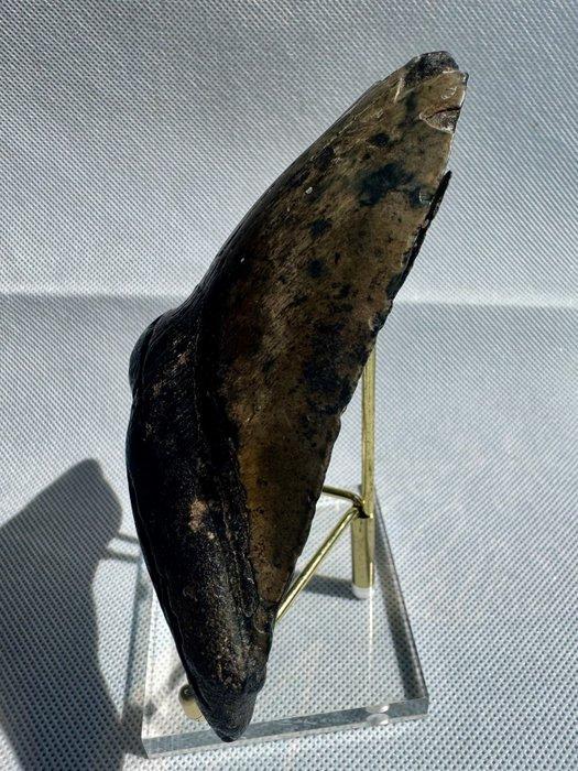 Megalodon - Fossiele tand - Carcharocles megalodon - 12.6 cm, Verzamelen, Mineralen en Fossielen