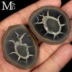 Nodulo Septaria 50 miljoen jaar Geode van Septaria uit, Verzamelen, Mineralen en Fossielen