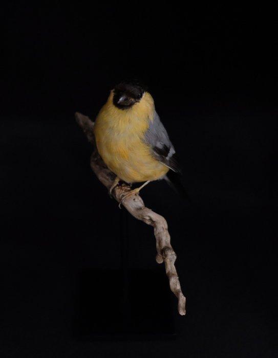 Eurasian bullfinch Taxidermie volledige montage - Pyrrhula, Verzamelen, Dierenverzamelingen