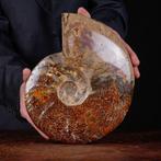 Cleoniceras exclusif polonais - Coquillage fossilisé -