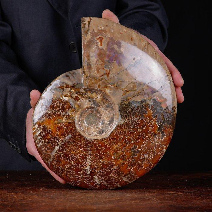 Cleoniceras exclusif polonais - Coquillage fossilisé -, Collections, Minéraux & Fossiles