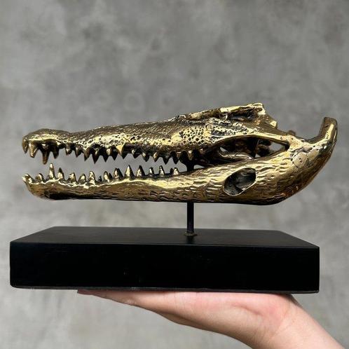 Crocodile marin Crâne - No Reserve Price - Polished Bronze, Verzamelen, Dierenverzamelingen