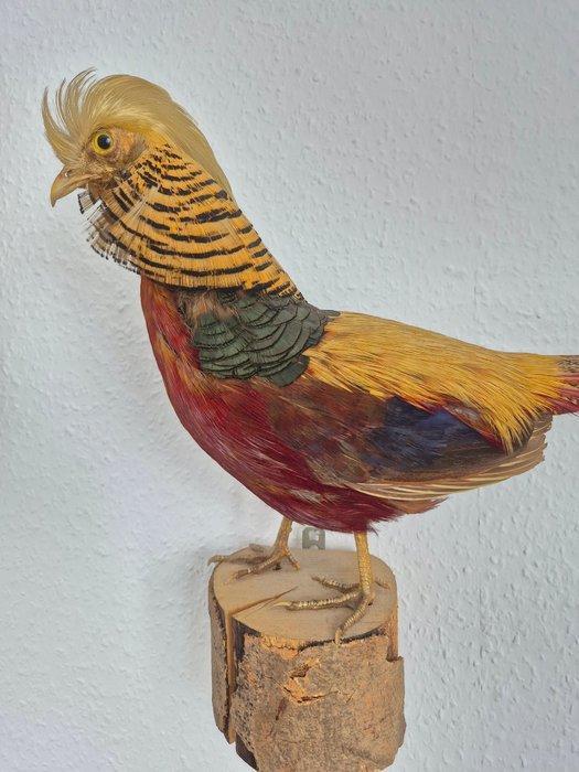 Prachtig gekleurde goudfazant, volledig lichaamspreparaat., Collections, Collections Animaux