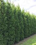 Hoge Haagplanten 2 meter plus. Laurier Conifeer Beuk Bamboe