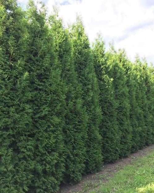 Hoge Haagplanten 2 meter plus. Laurier Conifeer Beuk Bamboe, Tuin en Terras, Planten | Struiken en Hagen, Haag