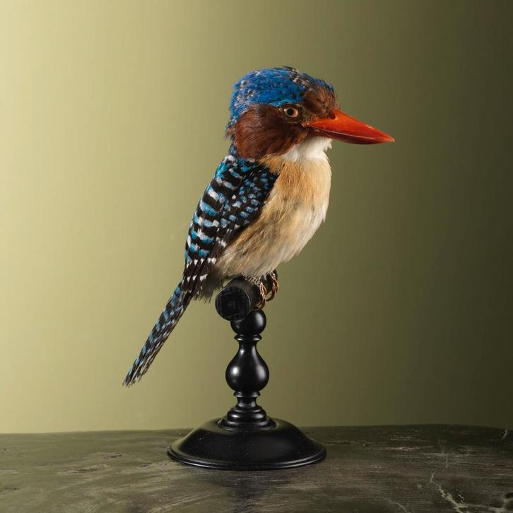 Zebra-IJsvogel M Taxidermie Opgezette Dieren By Max, Collections, Collections Animaux, Enlèvement ou Envoi