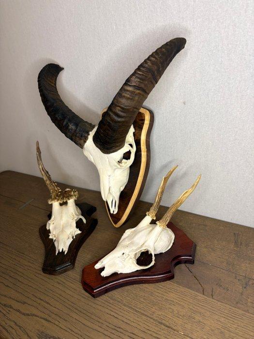 Mouflon Schedel van een zoogdier - Ovis gmelini - 30 cm - 35, Antiquités & Art, Curiosités & Brocante