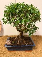 Bonsaï Figuier (Ficus) - Hauteur (arbre) : 38 cm -