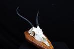 Springbok Schedel - Antidorcas marsupialis - 0 cm - 0 cm - 0, Nieuw
