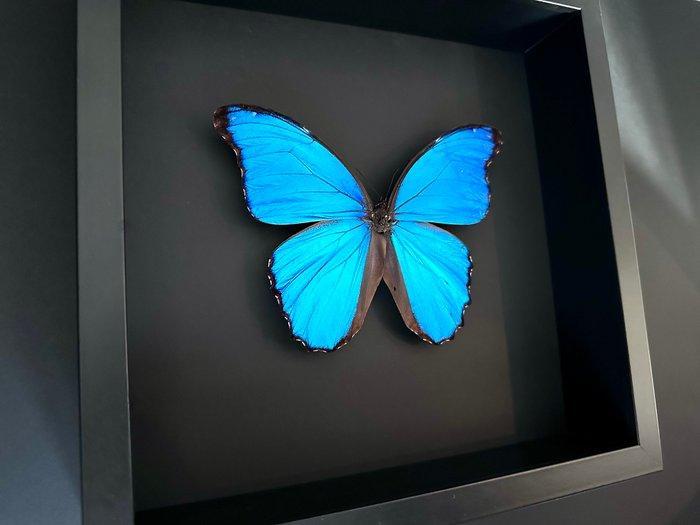 Vlinder Taxidermie volledige montage - Morpho Didius du, Antiek en Kunst, Curiosa en Brocante