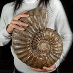 Mooie en grote ammoniet - Gefossiliseerde schelp -, Collections