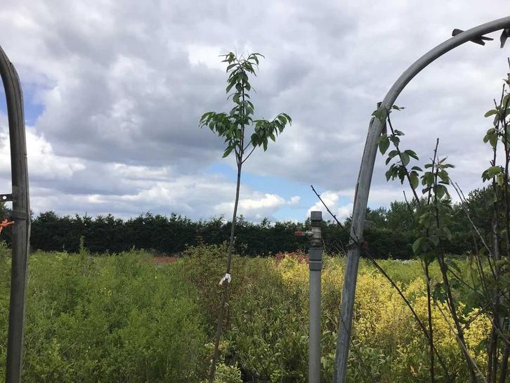 Sierboom - Tamme Kastanje (x1), Jardin & Terrasse, Plantes | Arbres