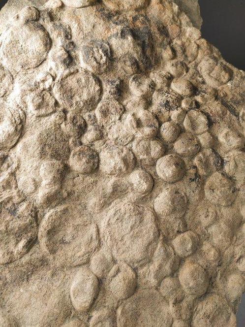 Oud organisme - Fossiel fragment - Nemiana simplex - 34 cm -, Verzamelen, Mineralen en Fossielen