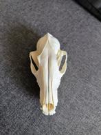 Rode vos Schedel - Vulpes vulpes - 13 cm - 15 cm - 24 cm