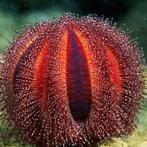 Mespilia globulus Red (Globular sea urchin Red), Dieren en Toebehoren