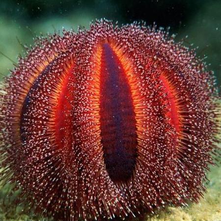 Mespilia globulus Red (Globular sea urchin Red), Dieren en Toebehoren, Vissen | Aquariumvissen