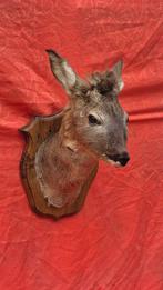 Reebok Taxidermie wandmontage - Capreolus capreolus - rare, Nieuw