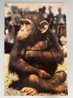 Chimpansee - Kinderboekenweek - 1965