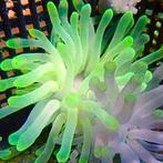 Condylactis Gigantea Groen S (Ong. 3-4 cm), Dieren en Toebehoren