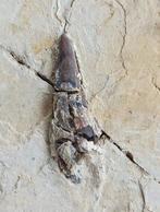 Fijne collectie - Fossiele tand - Pterosaur Teeth - Broken -