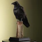 Raaf Taxidermie Opgezette Dieren By Max, Verzamelen, Ophalen of Verzenden, Nieuw, Vogel, Opgezet dier