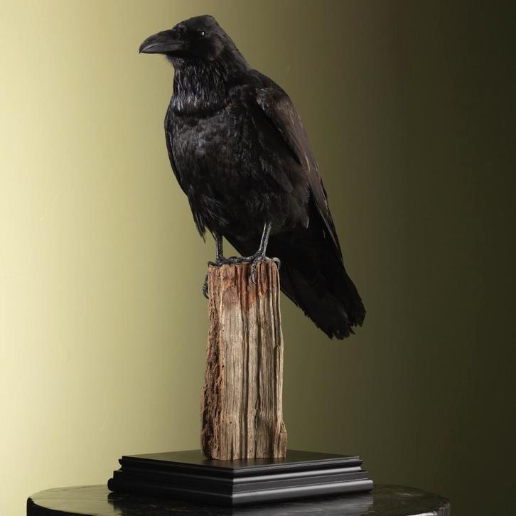 Raaf Taxidermie Opgezette Dieren By Max, Verzamelen, Dierenverzamelingen, Opgezet dier, Nieuw, Vogel, Ophalen of Verzenden