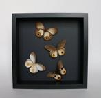 Papillon Support de corps entier pour taxidermie - Taenaris, Collections