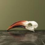 Roodsnaveltok M Schedel Taxidermie Opgezette Dieren By Max, Verzamelen, Dierenverzamelingen, Ophalen of Verzenden, Nieuw, Vogel