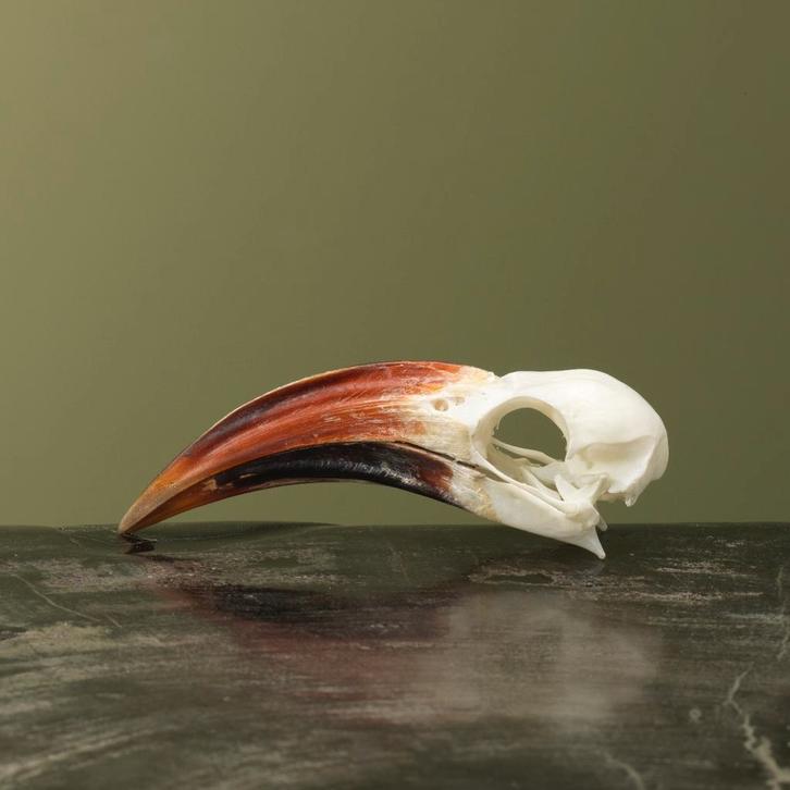 Roodsnaveltok M Schedel Taxidermie Opgezette Dieren By Max, Collections, Collections Animaux, Enlèvement ou Envoi