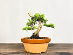 Bonsaï Genévrier (Juniperus) - Hauteur (arbre) : 18 cm -