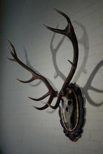 Large Red Stag - head-mount on shield - Taxidermie