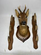 Decoratief ornament - Frankrijk - reebok met geweerdragers