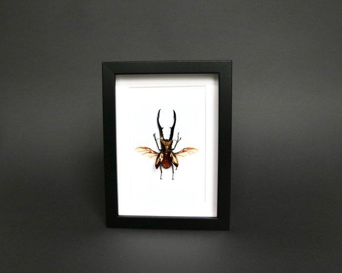 Scarabée à cornes Support de corps entier pour taxidermie -, Antiek en Kunst, Curiosa en Brocante