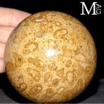 Sphères en corail fossile Sphère fossile dans un corail, Collections