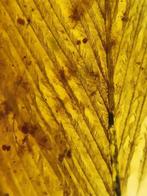 een kever en veren - Barnsteen - 20.8 mm - 13 mm, Verzamelen, Mineralen en Fossielen