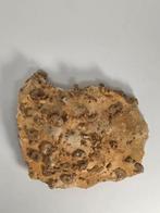 Fossiel - Fossiel fragment - Piece of fossil-bearing rock, Verzamelen, Mineralen en Fossielen