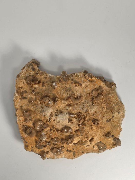 Fossiel - Fossiel fragment - Piece of fossil-bearing rock, Verzamelen, Mineralen en Fossielen