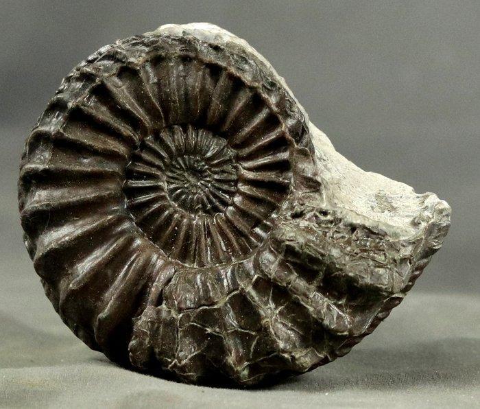 Een opvallende Pliensbachien fossiele ammoniet -, Collections, Minéraux & Fossiles