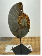 Ammonite - Coquillage fossilisé - Aioloceras (Cleoniceras), Collections, Minéraux & Fossiles