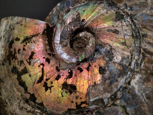 Ammonite irisée - Coquillage fossilisé - Aioloceras, Verzamelen, Mineralen en Fossielen