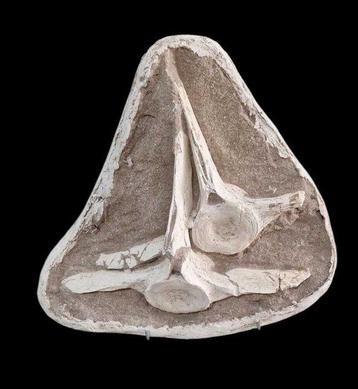 Reptile marin - Os de vertèbre fossilisé - mosasaurio - 30
