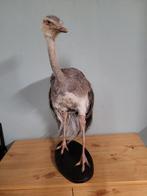 Rhea - Taxidermie volledige montage - Rhea americana (with, Nieuw