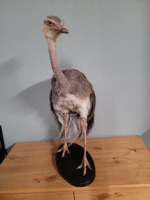 Rhea - Taxidermie volledige montage - Rhea americana (with, Verzamelen, Dierenverzamelingen